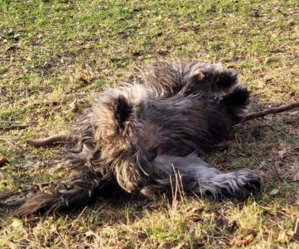Hibbelhunde Marion eckstein Hundetraining Landsberg